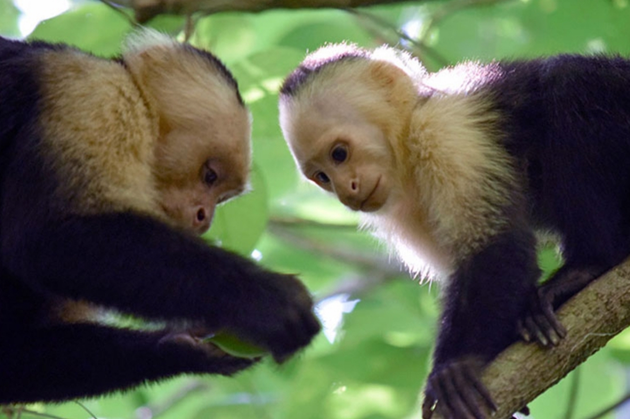 Capuchin Interspecies interactions