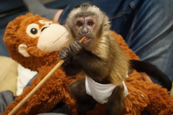where to buy a capuchin monkey near me