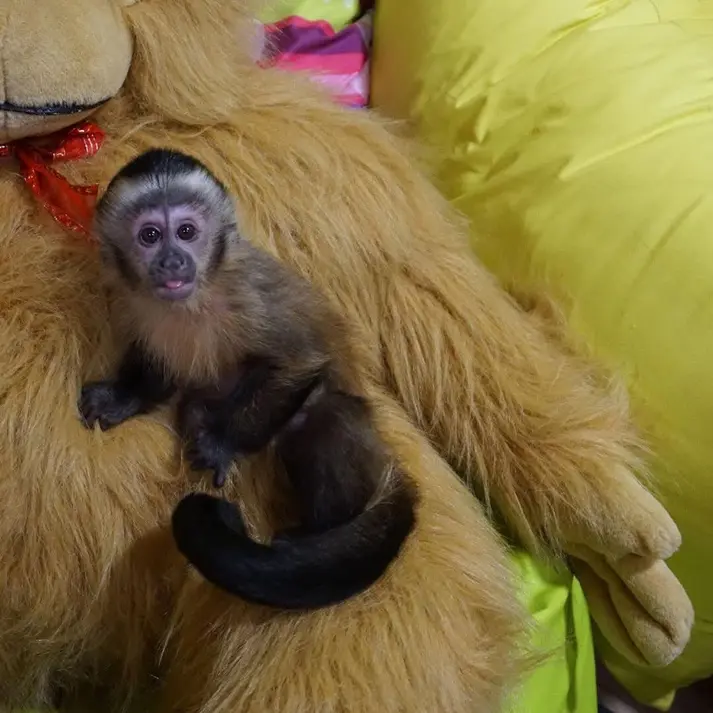 baby capuchin monkey