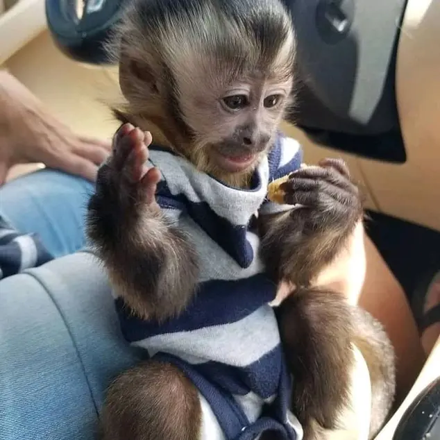 tufted capuchin monkey for sale