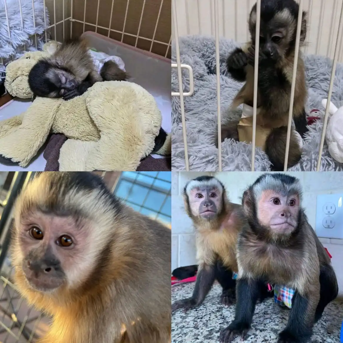 capuchin monkey