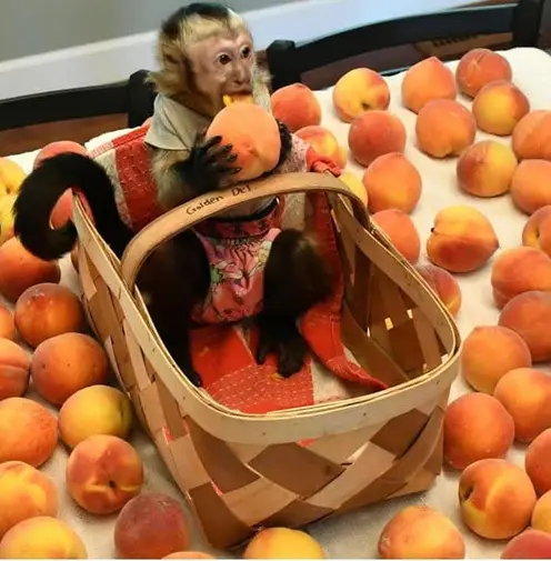 capuchin monkeys for sale
