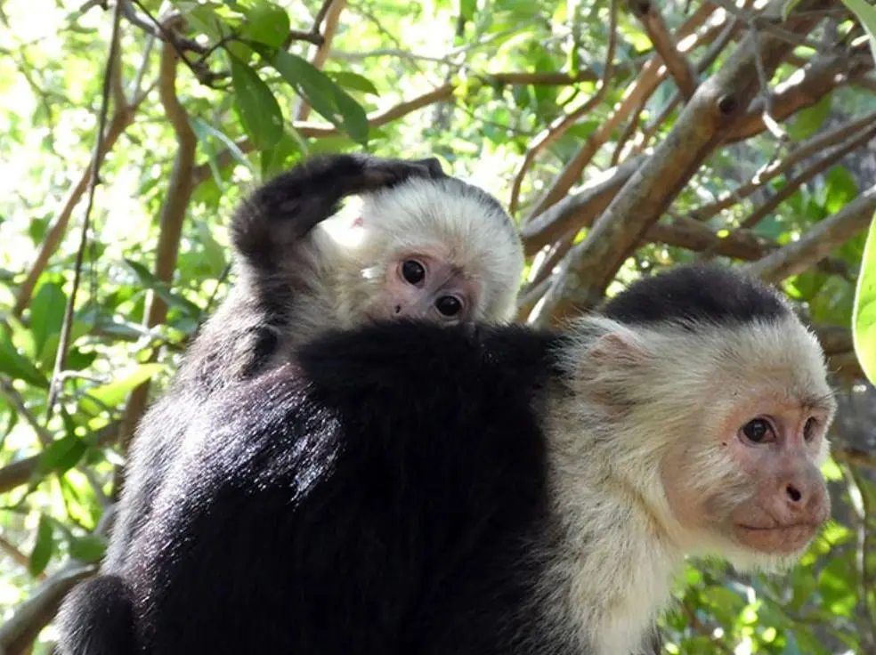 Capuchin monkey foraging