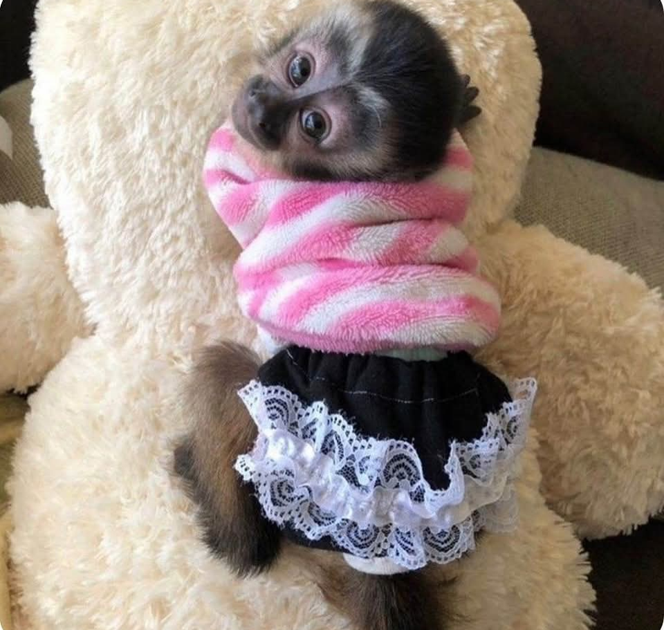 tufted capuchin monkey for sale