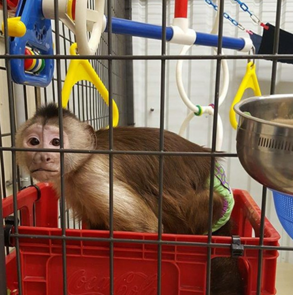 capuchin monkeys for sale in south carolina