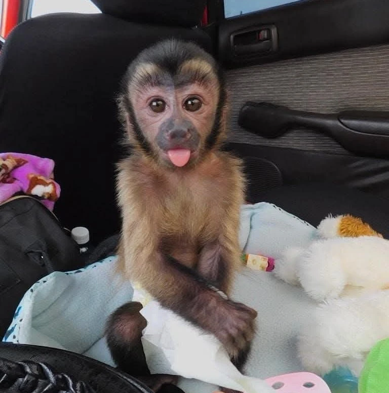 where can i buy a capuchin monkey in florida