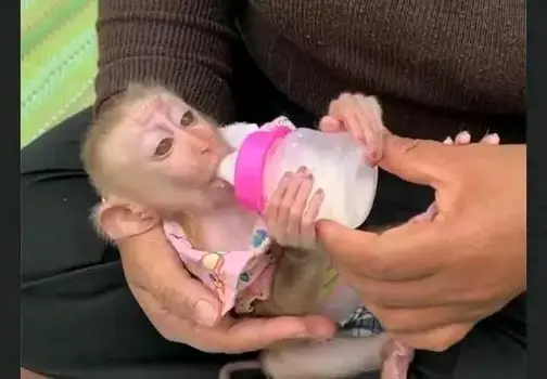 what does a capuchin monkey eat