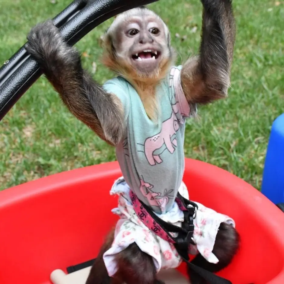 are capuchin monkeys friendly