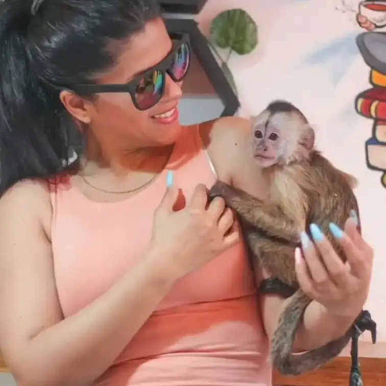 capuchin monkeys for sale texas