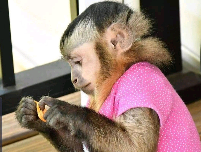 what is the habitat of the capuchin monkey