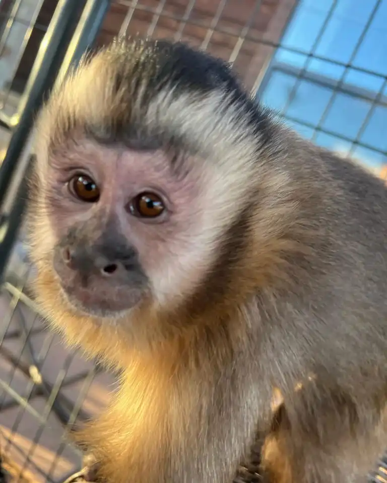 are capuchin monkeys endangered