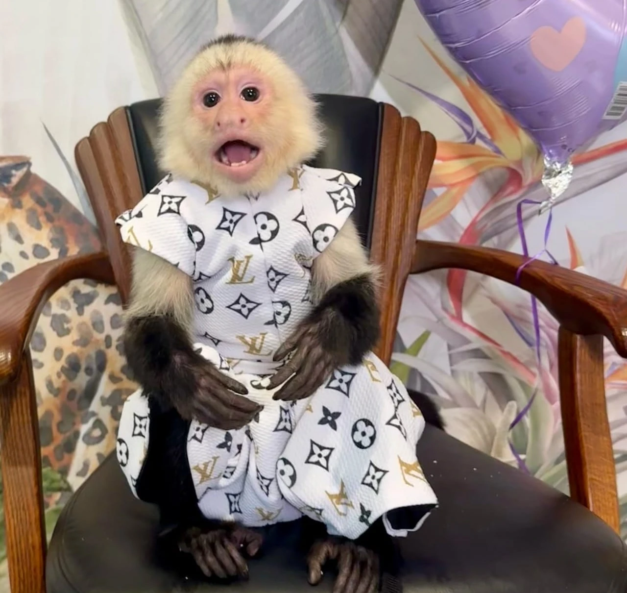 can you own a capuchin monkey in missouri