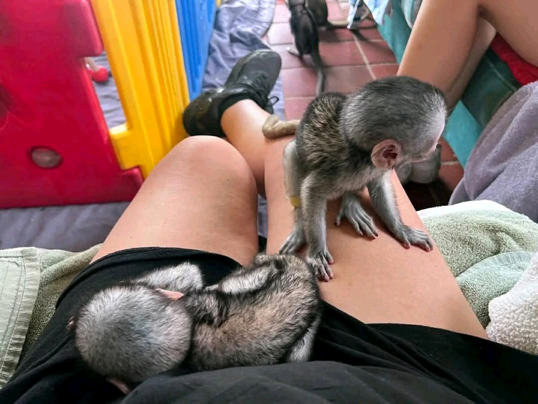 where can i buy a capuchin monkey near me