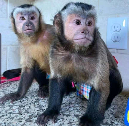 Capuchin Monkey Care
