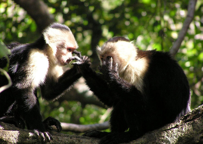 Capuchin Cognitive research